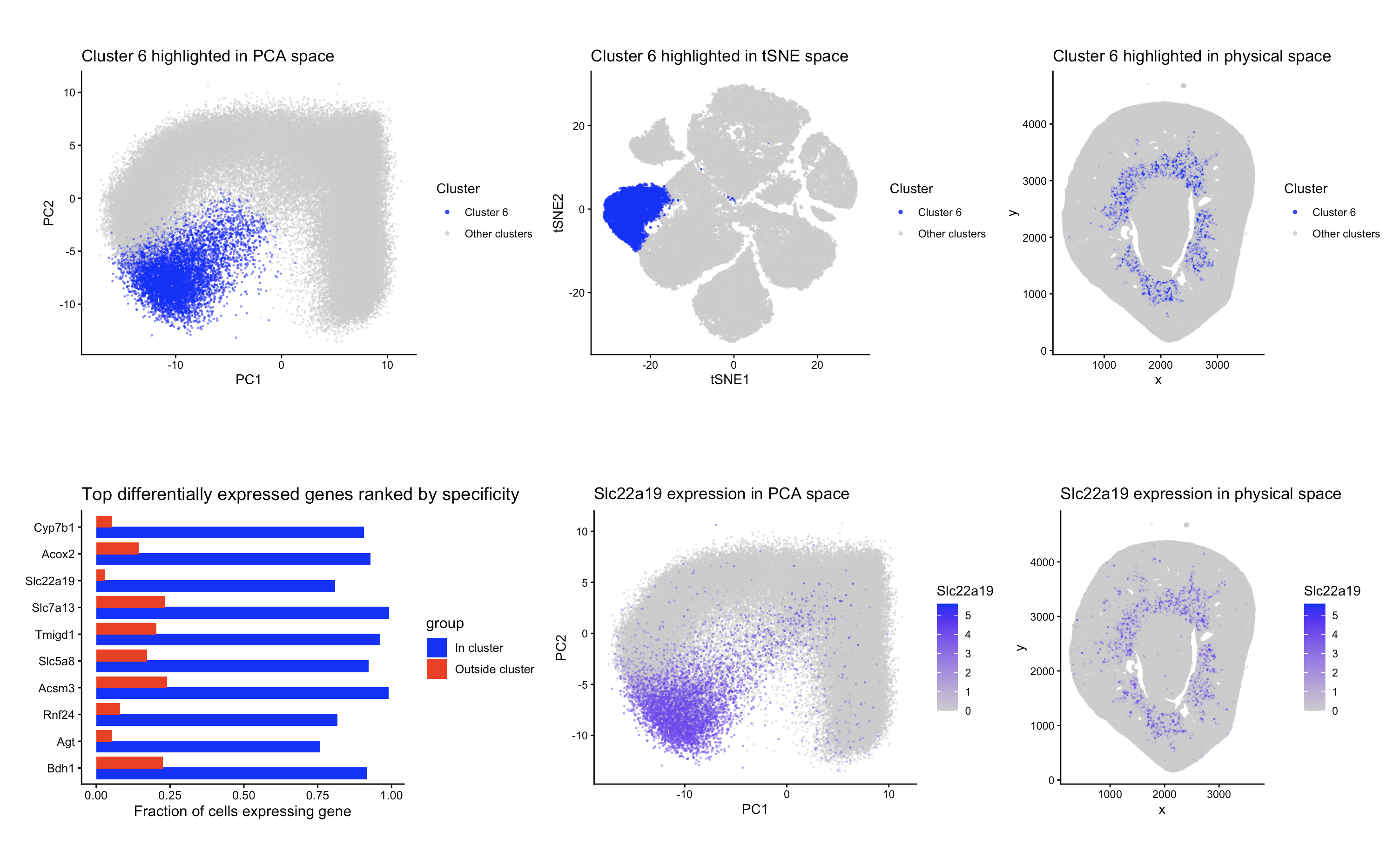 Identifying a cluster of Proximal Tubule Epithelial Cells