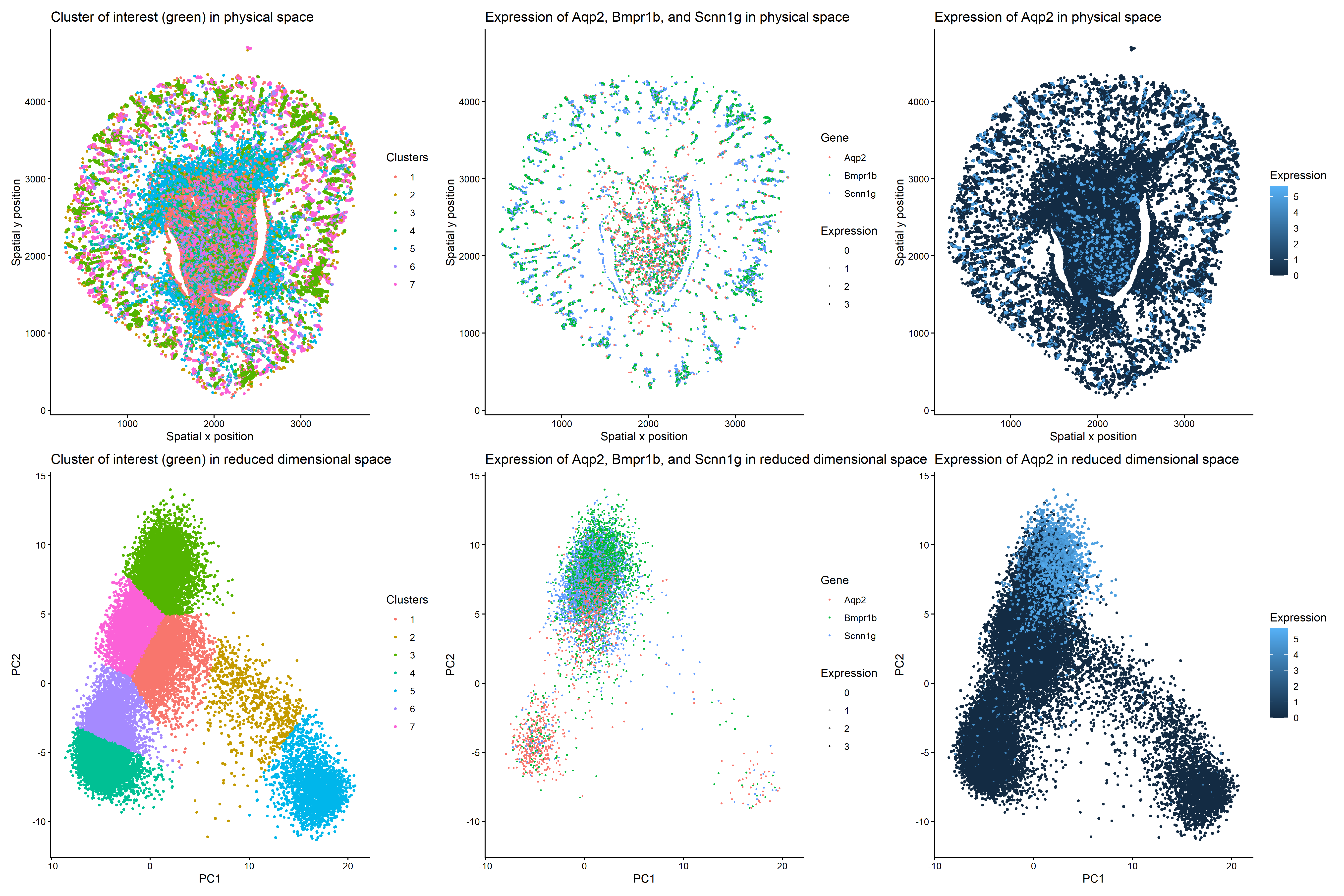 Identification of kidney collecting duct principal cells through principal component analysis, k-means clustering, and differential expression analysis