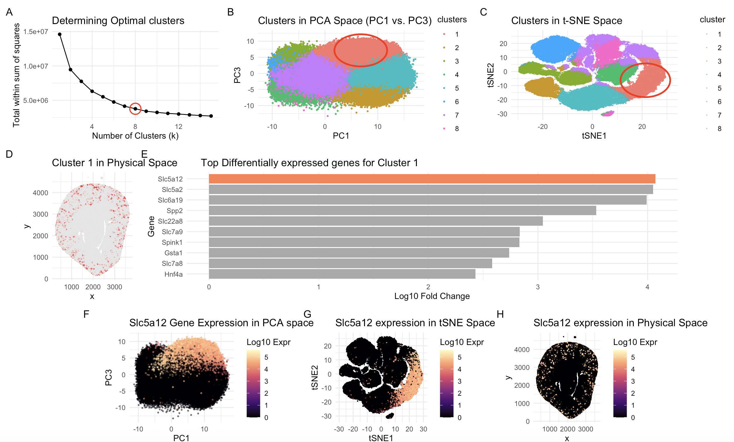 Highlighting Proximal Convoluted Tubule Segments with SLC gene family