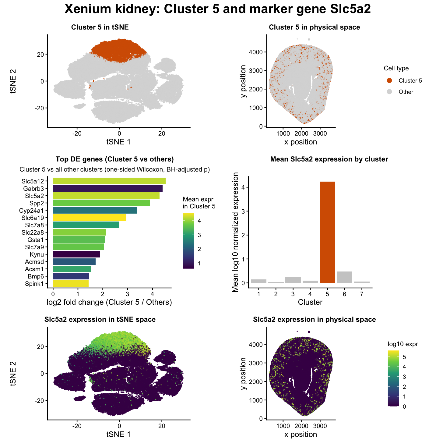 Xenium Kidney: Cluster 5 and Marker Gene Slc5a2