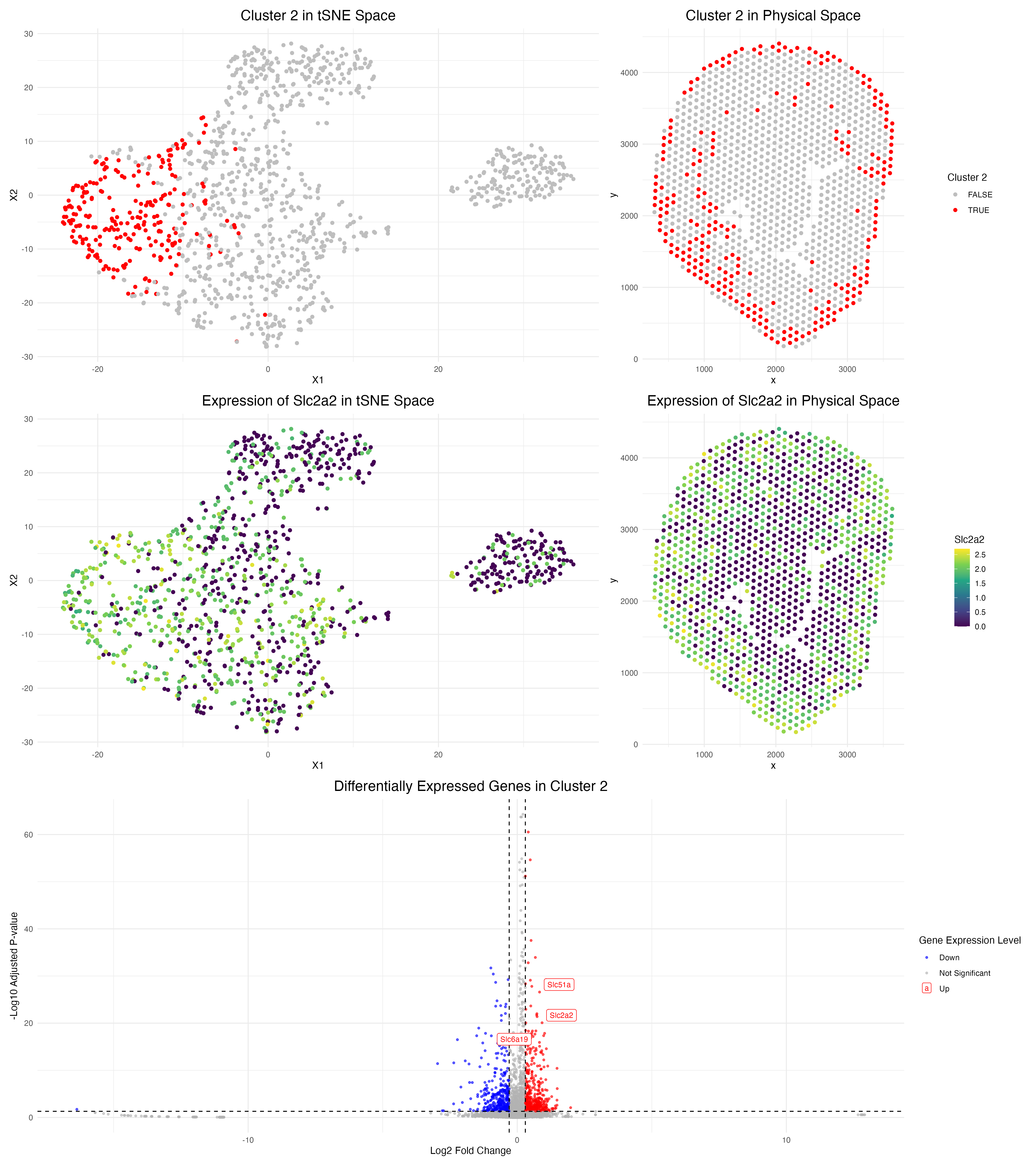Identifying Proximal Tubule Cell Populations in Spot-Resolution Spatial Transcriptomics