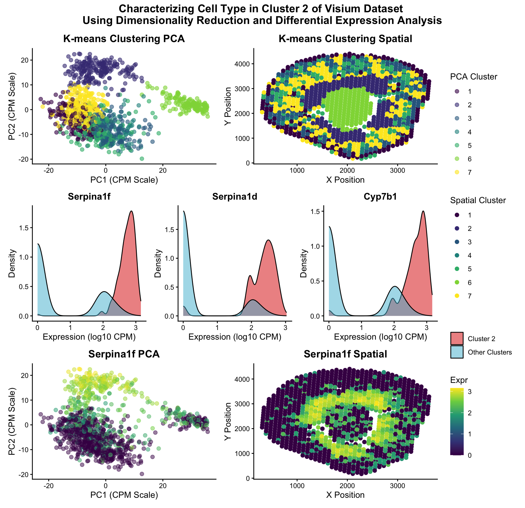 Characterizing Cell Type in Cluster 2 of Visium Dataset Using Dimensionality Reduction and Differential Expression Analysis