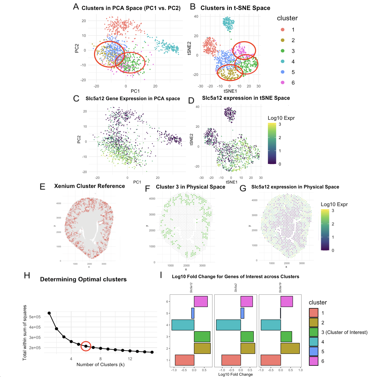 Validating Identity of Proximal Convoluted Tubule Segments 
