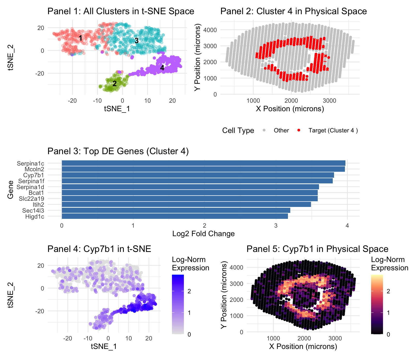 Visium t-SNE and Cyp7b1