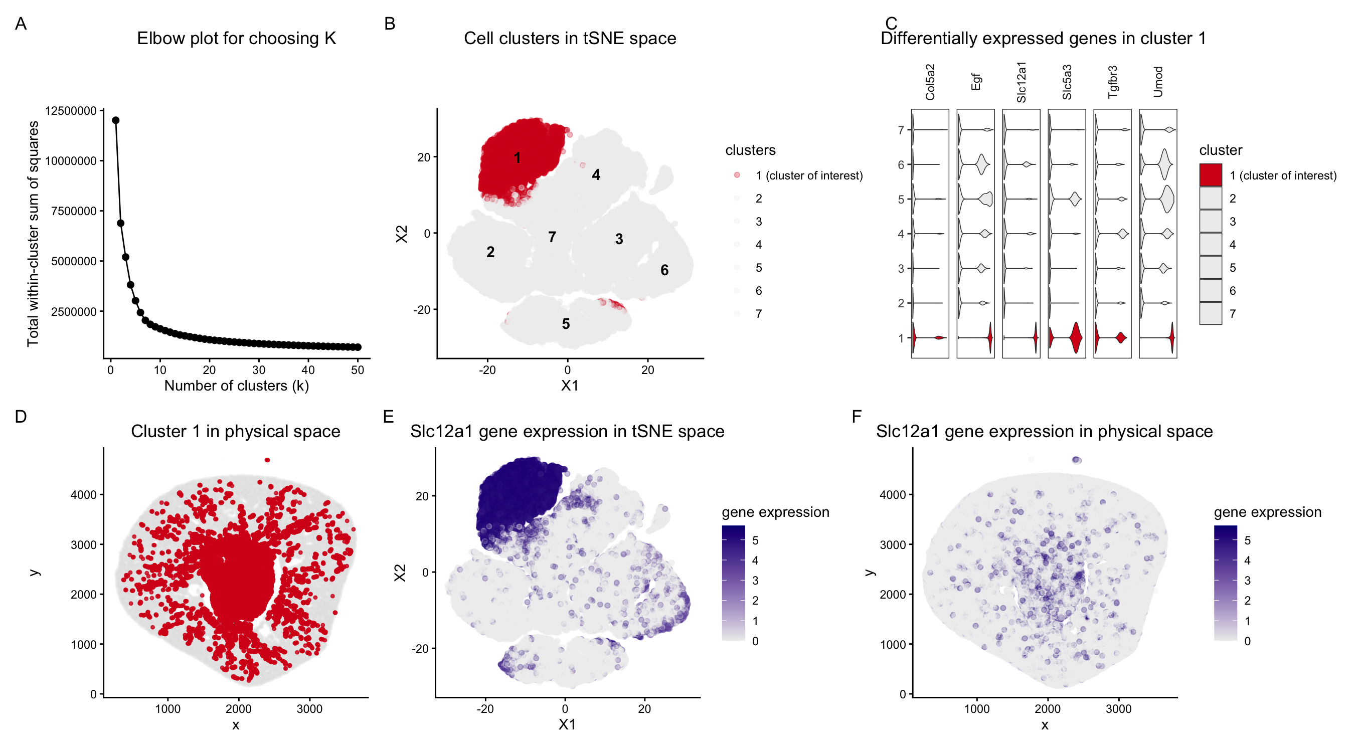 A multipanel data visualization distinguishing the ascending loop of henle in mouse kidney tissue