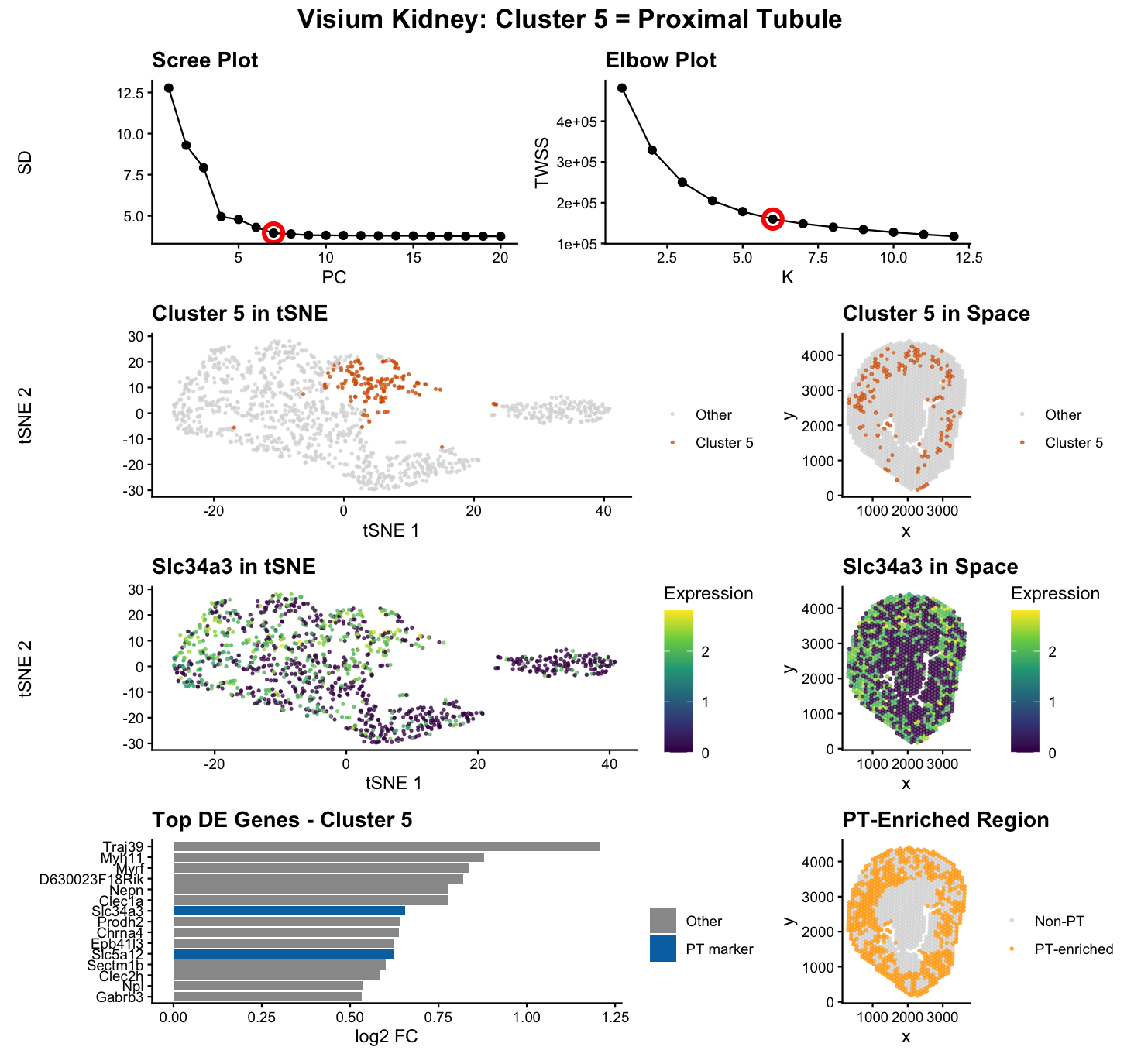 Visium Dataset: Finding PT epithelial cells