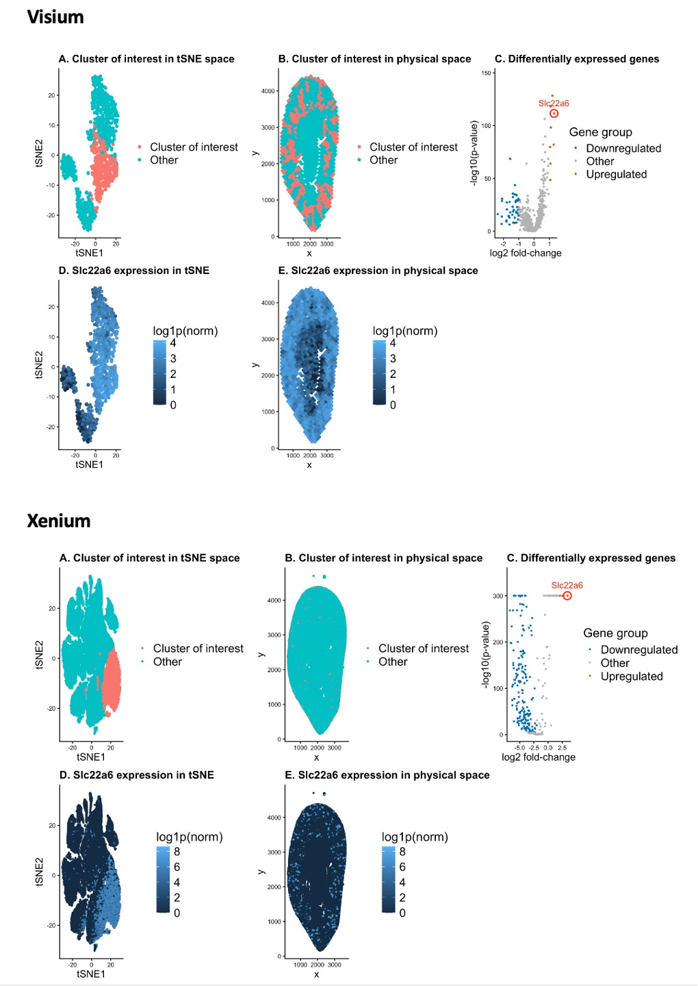 HW4-Identification and Characterization of a Transcriptionally Distinct Proximal Tubule Epithelial Cluster in Visium Kidney Spatial Transcriptomics Data