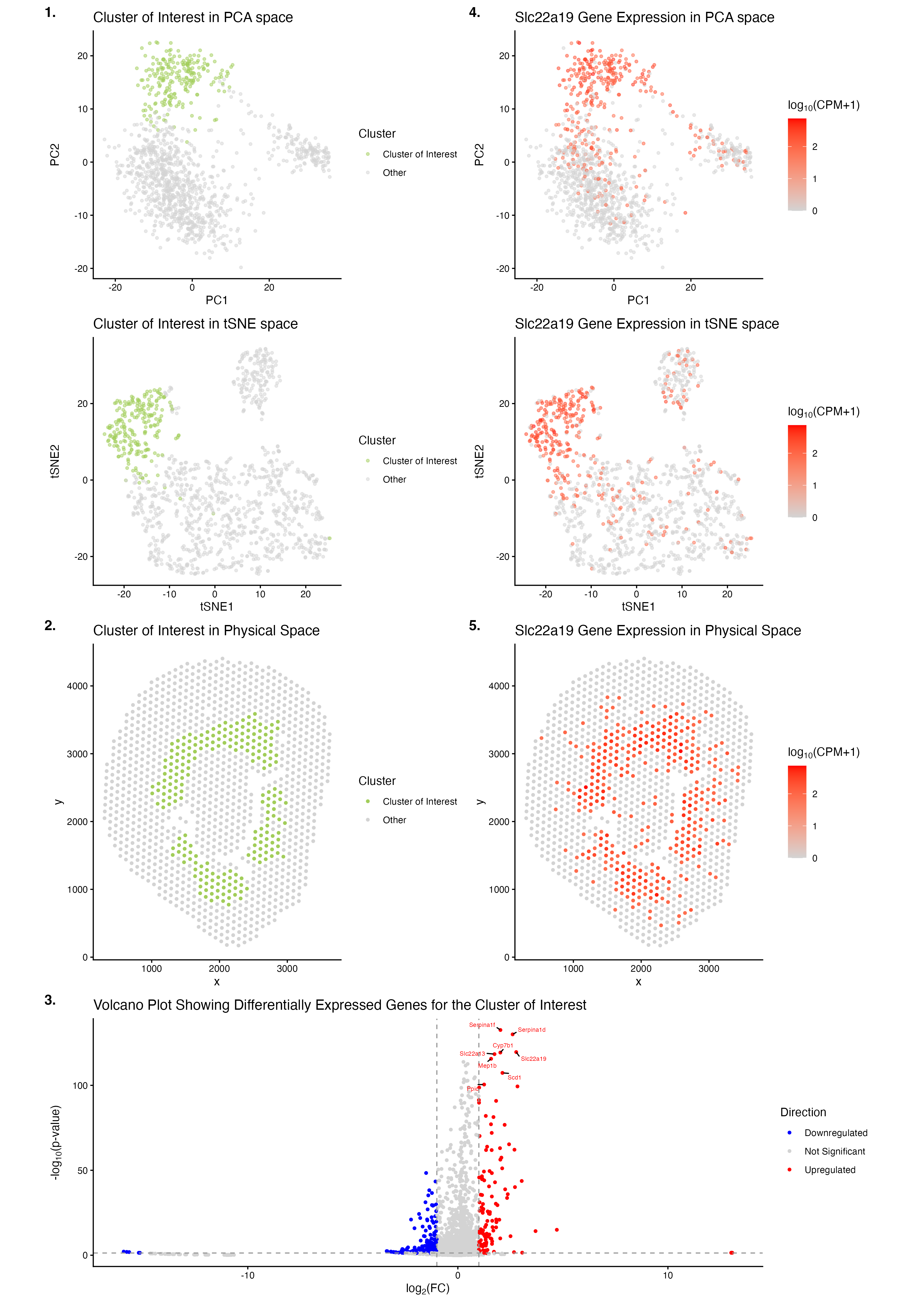 HW4: Multi-Panel Data Visualization of a Transcriptionally Distinct Proximal Tubule Epithelial Cell Cluster in the Visium Dataset