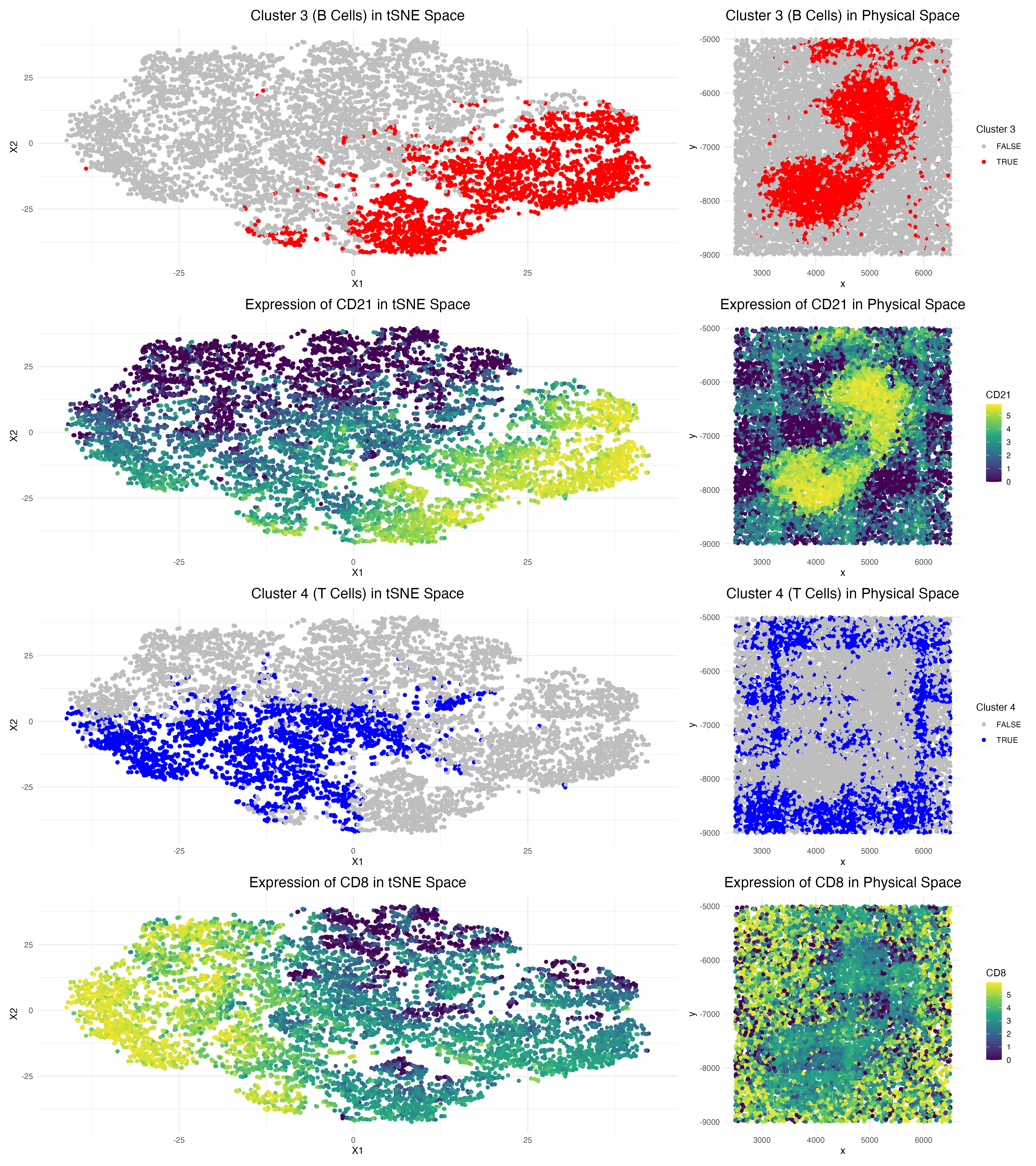Identification of Human Splenic White Pulp from CODEX Spatial Proteomics