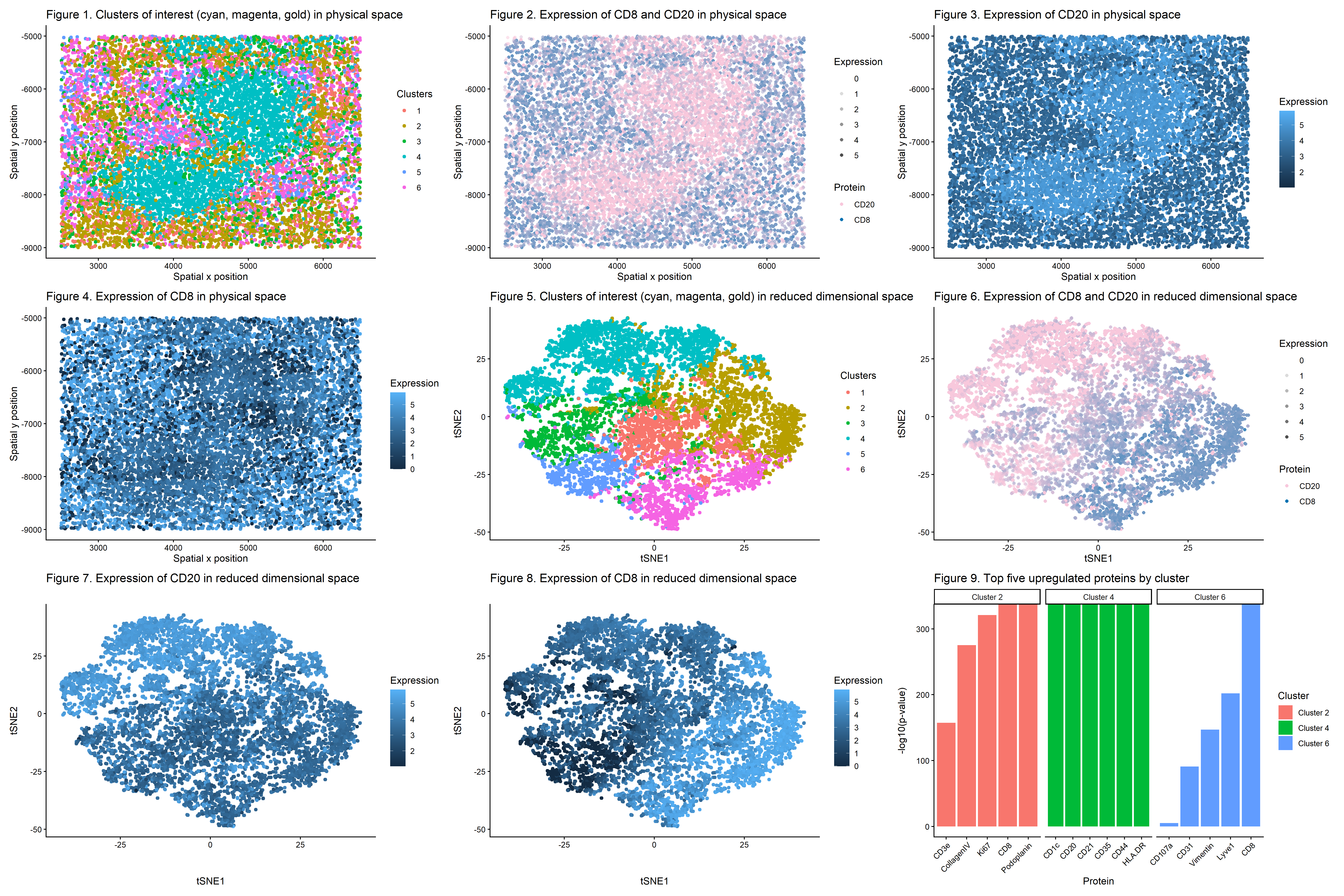 Identification of splenic white pulp through dimensionality reduction, k-means clustering, and differential expression analysis