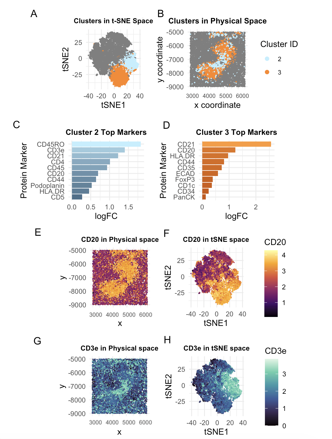 Validating Identity of Splenic White Pulp with B-cell and T-cell Markers