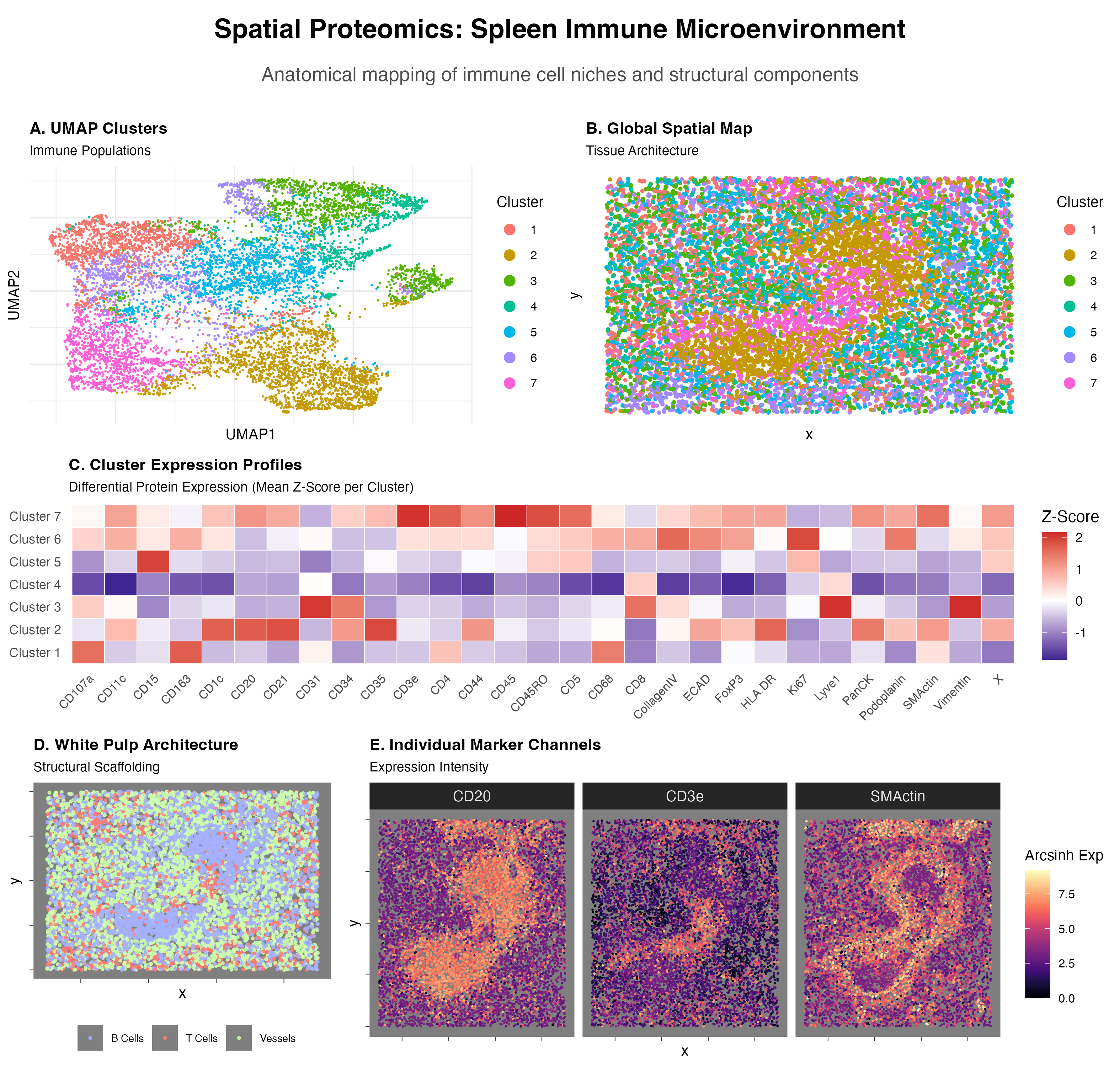Codex Spleen Analysis