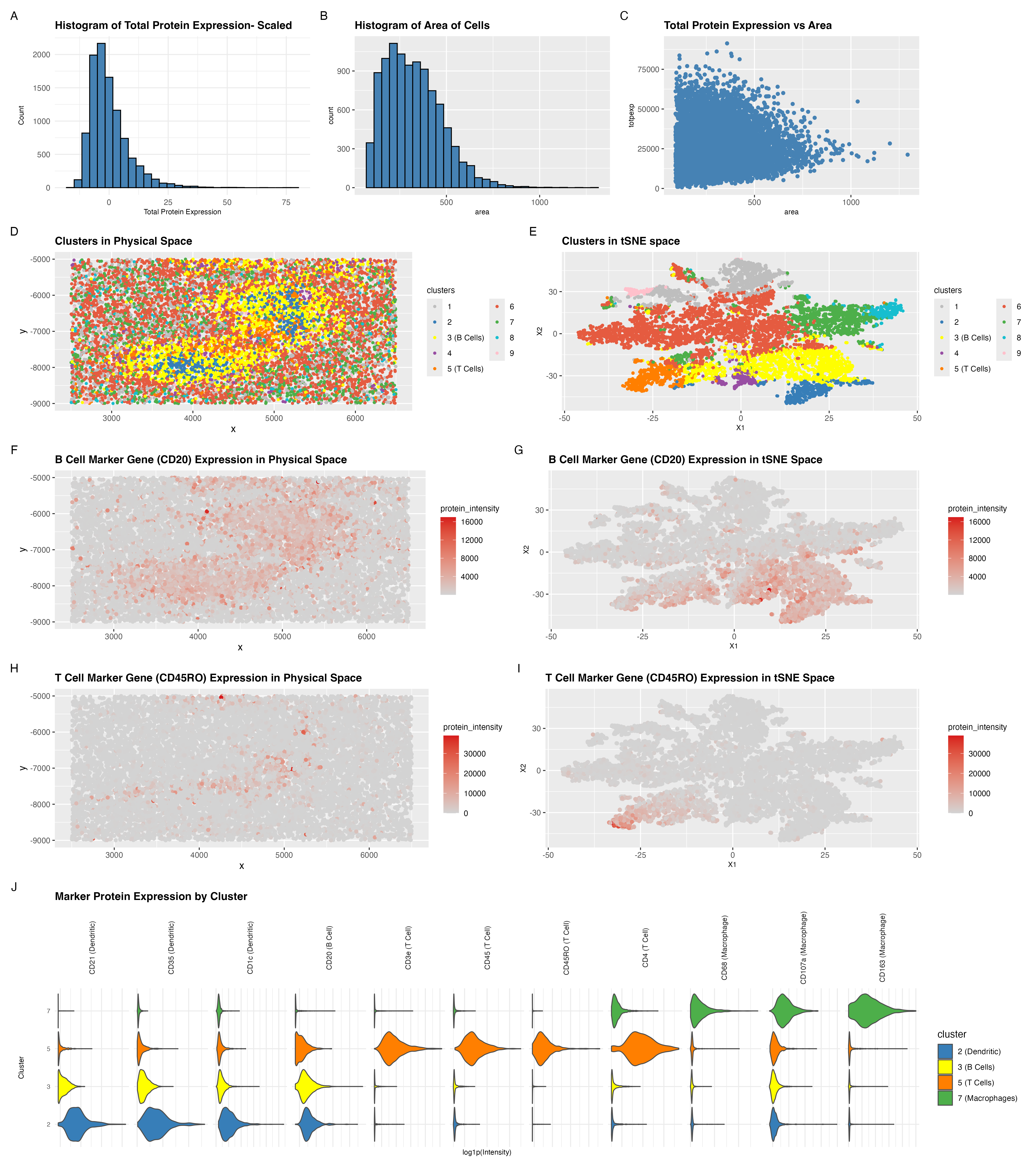 A multipanel data visualization identifying cell types in splenic white pulp