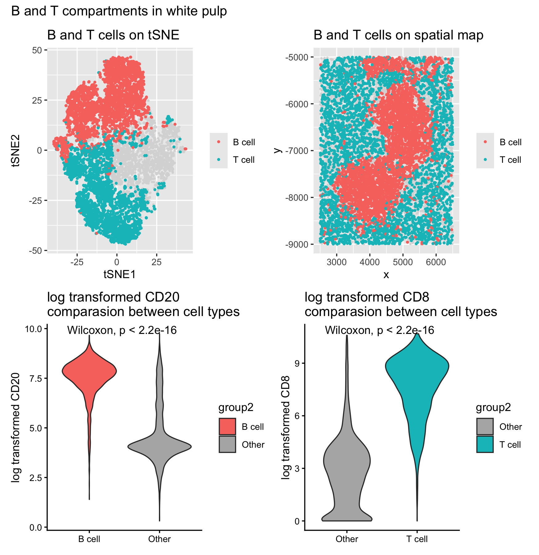 B and T compartments in white pulp