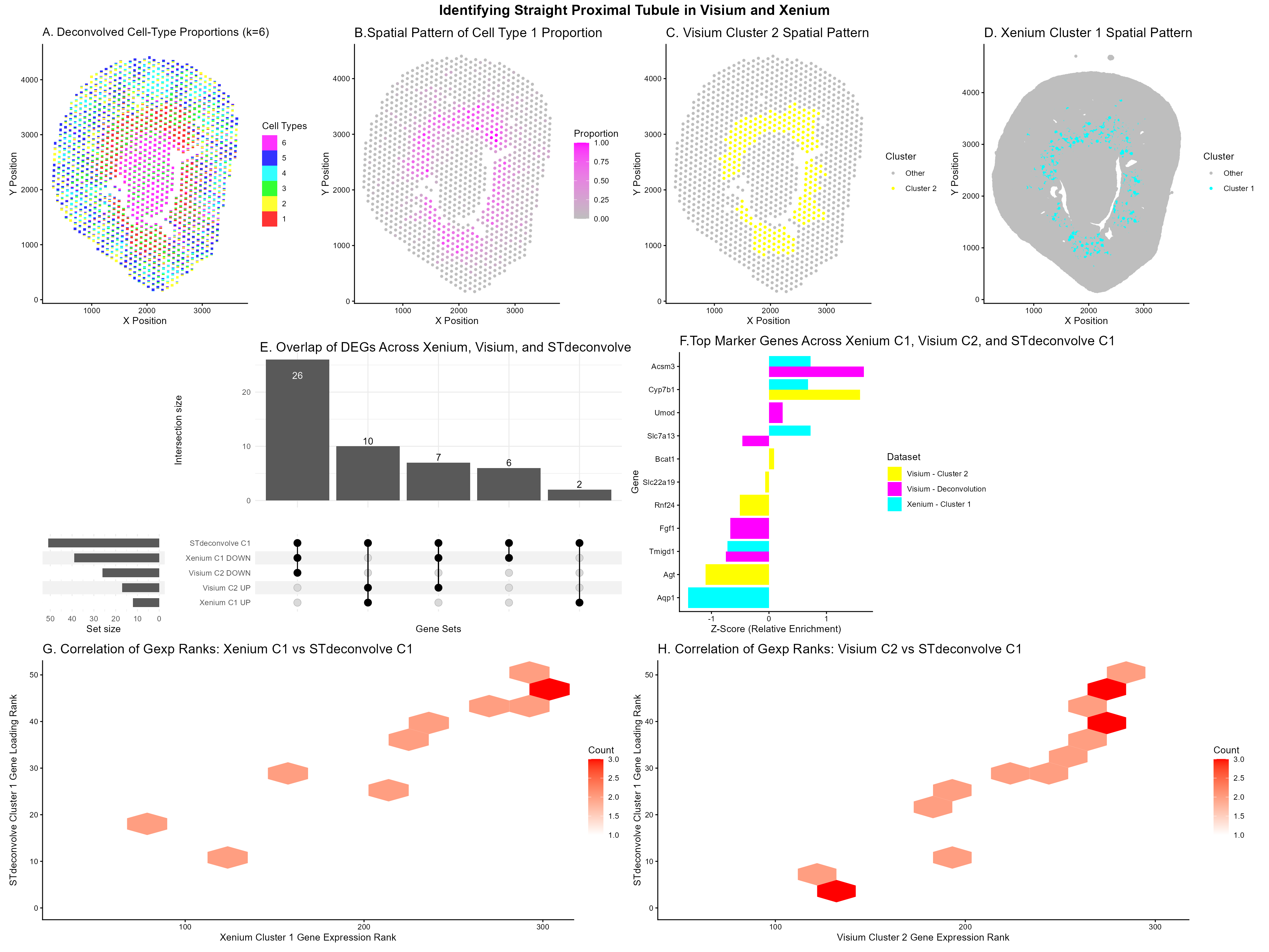 HW EC2: Integrating Visium, Xenium, and Deconvolution to Identify the Straight Proximal Tubule 