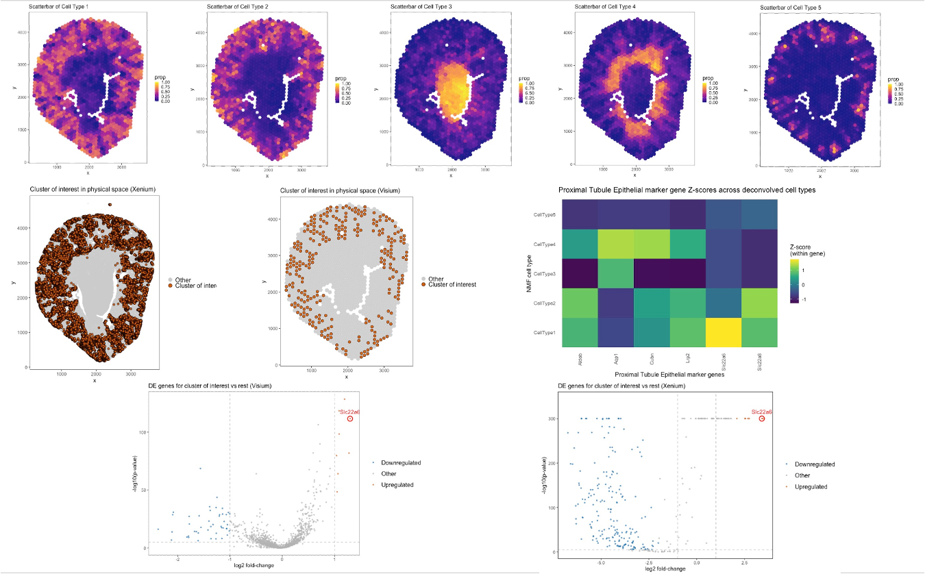 EC2-Integrated Spatial Analysis of Proximal Tubule Cell Types Using K-means Clustering and STdeconvolve (K = 5) Across Visium and Xenium
